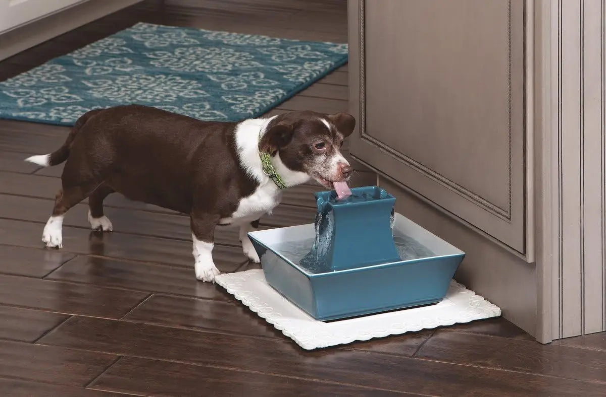 Ceramic Pet Water Fountain with Dual Streams, Elevated Bowl, 70 oz Capacity for Cats and Dogs